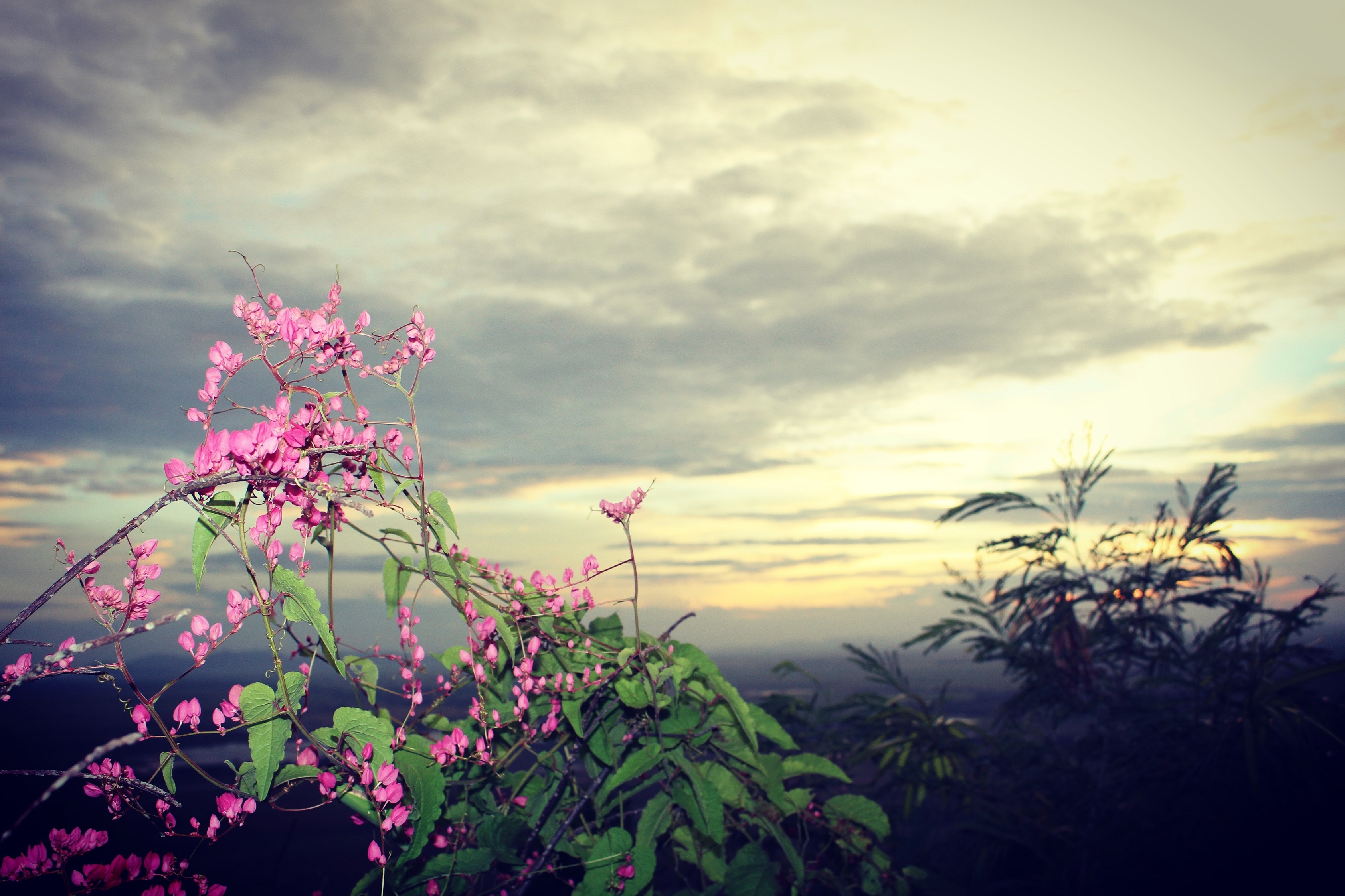 That Son An Giang anh 7