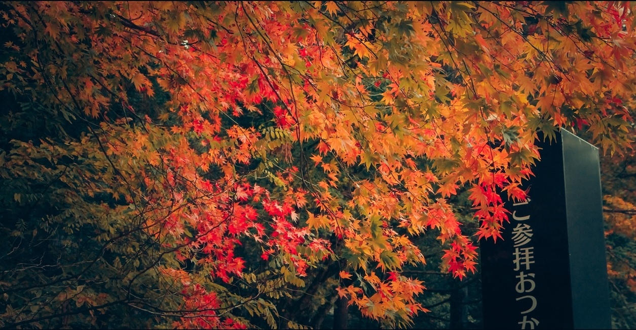 Du lich mua thu Nhat Ban anh 4