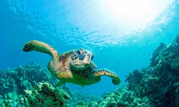 7 trải nghiệm tại Borneo ảnh 1 7 trai nghiem tai Borneo anh 1