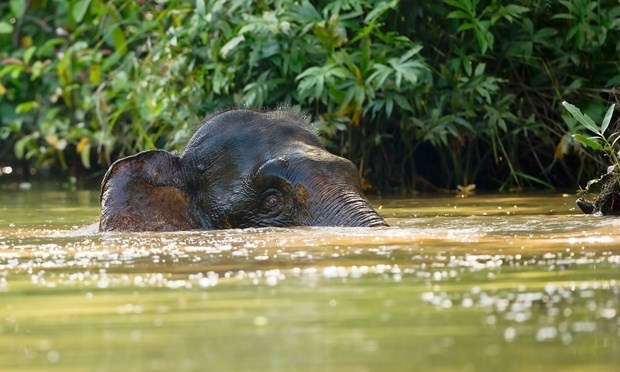 7 trải nghiệm tại Borneo ảnh 3 7 trai nghiem tai Borneo anh 3