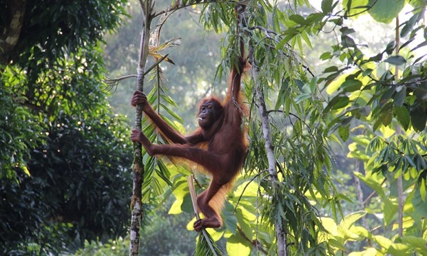 7 trải nghiệm tại Borneo ảnh 6 7 trai nghiem tai Borneo anh 6