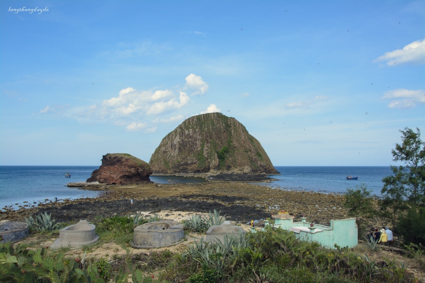 Hoa vàng cỏ xanh Phú Yên ảnh 16 Hoa vang co xanh Phu Yen anh 16