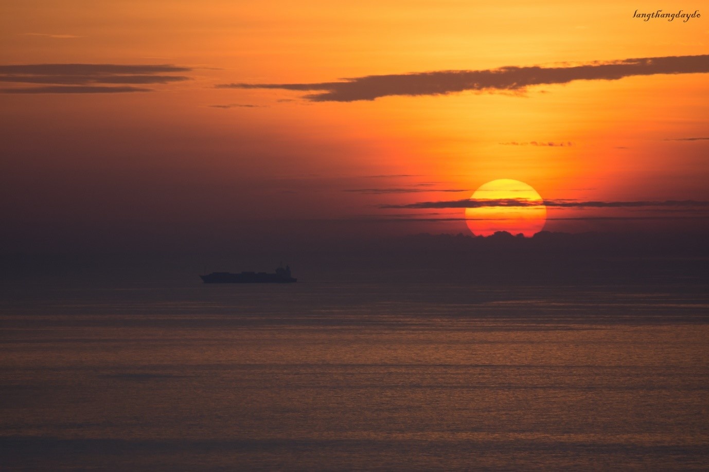 Hoa vàng cỏ xanh Phú Yên ảnh 5 Hoa vang co xanh Phu Yen anh 5