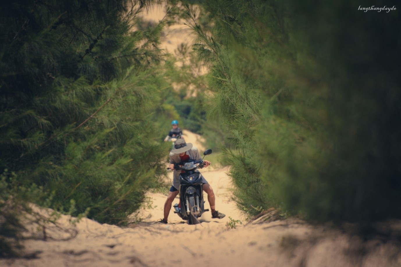 Hoa vàng cỏ xanh Phú Yên ảnh 8 Hoa vang co xanh Phu Yen anh 8