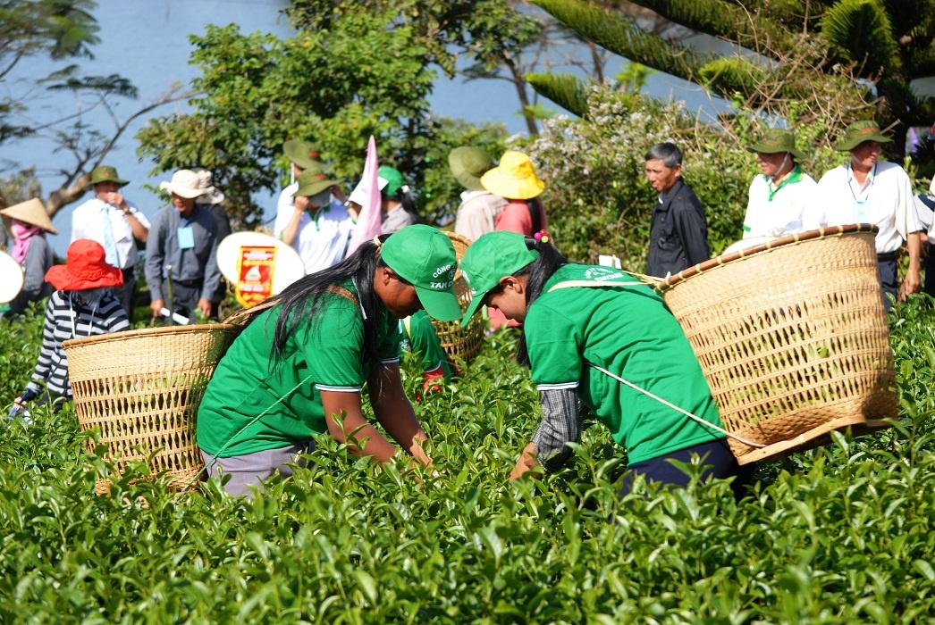 Bai bo le hoi Van hoa tra Bao Loc sau 5 lan to chuc hinh anh