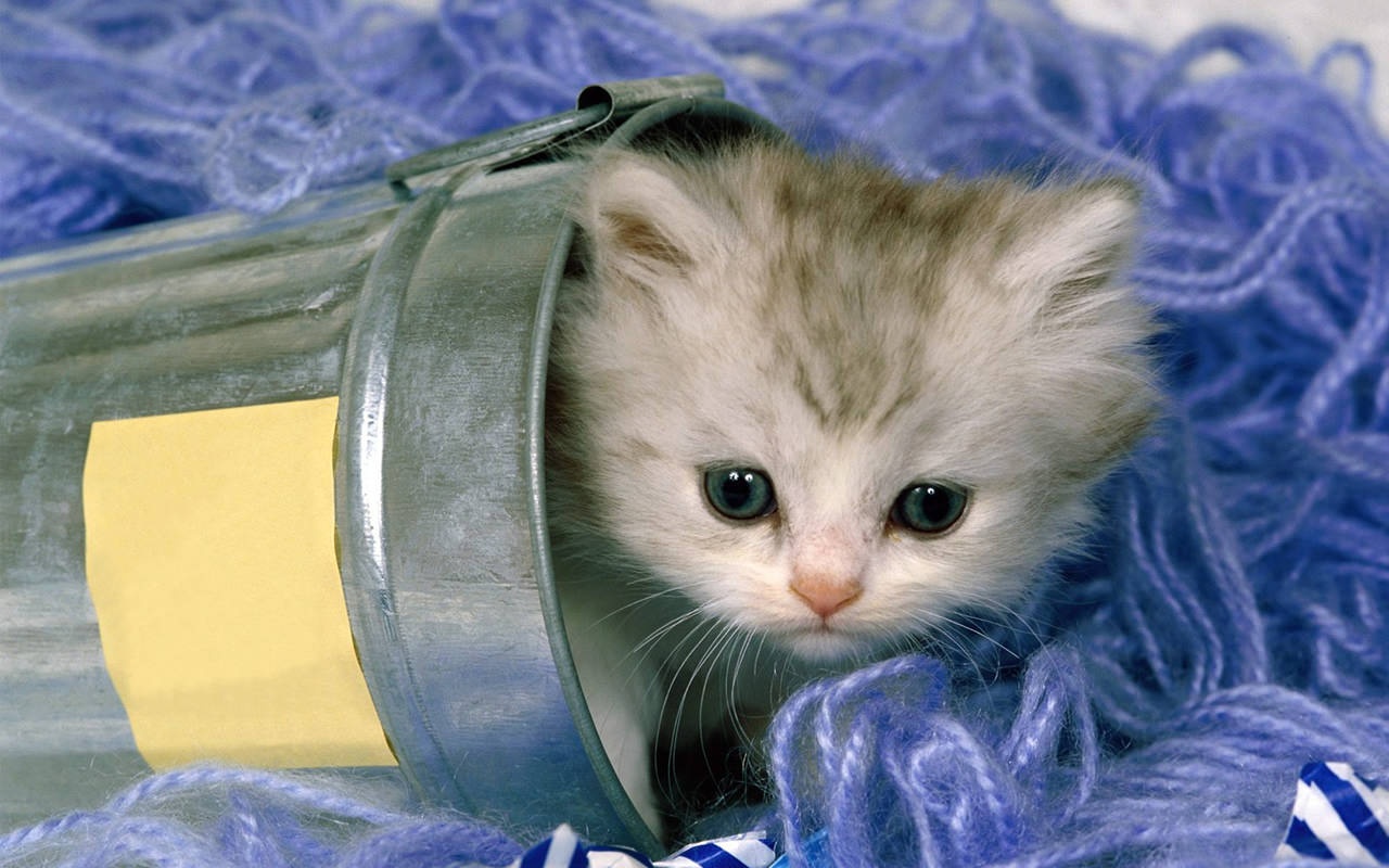 Tu vi ngay thu ba 30/8 cua 12 cung hoang dao hinh anh