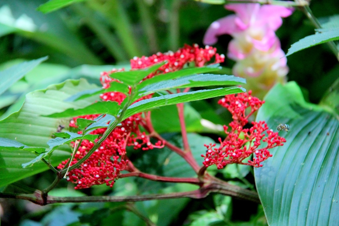 Cung trekking dep nhat Viet Nam anh 15