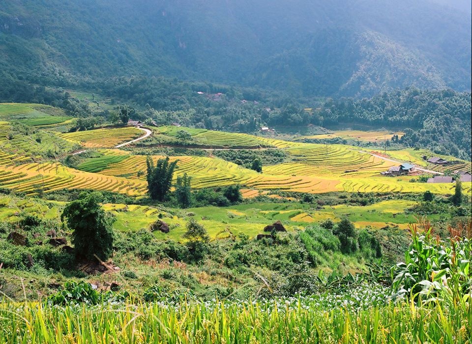 Y Tý mùa lúa chín ảnh 2 Y Ty mua lua chin anh 2