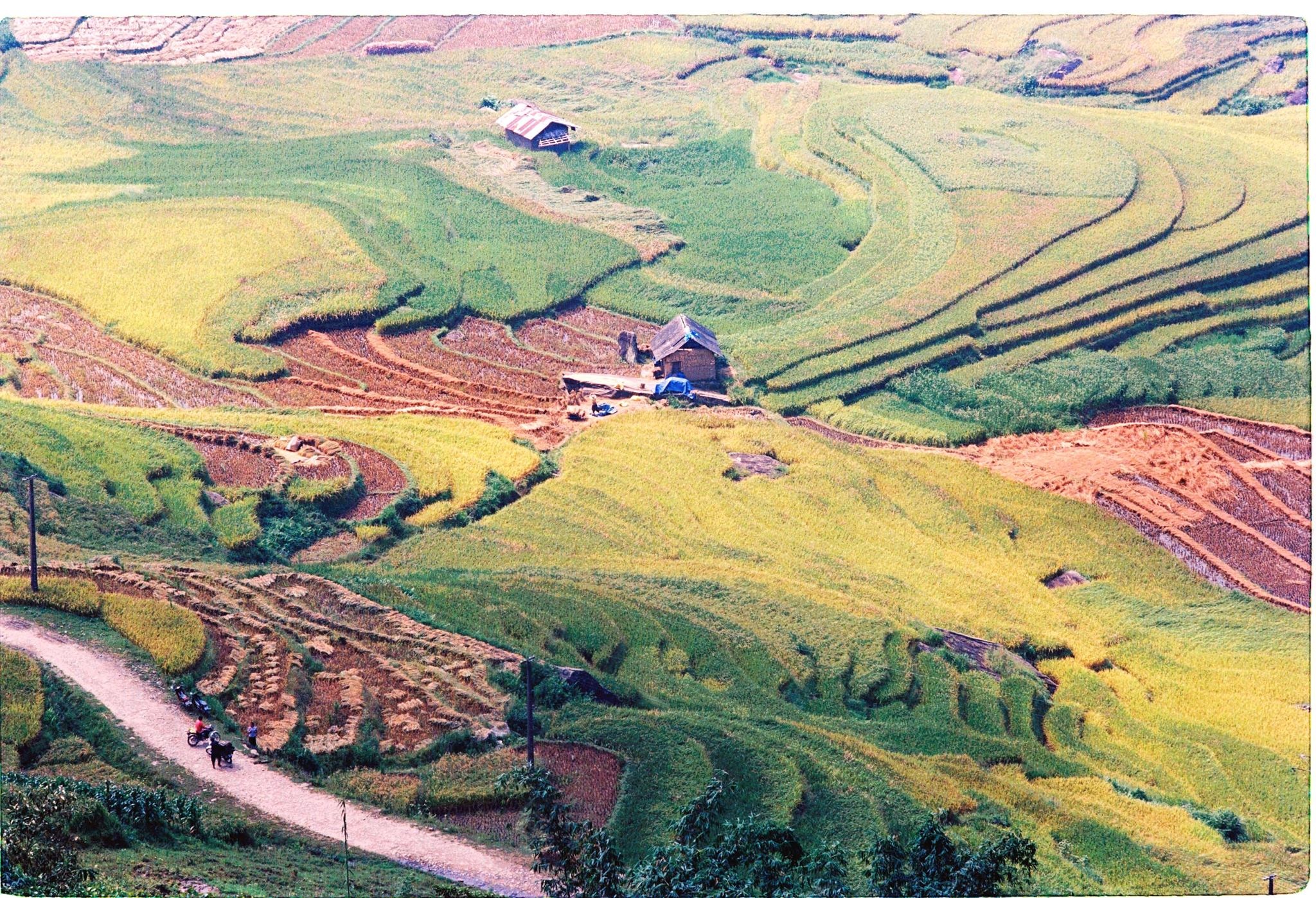 Y Tý mùa lúa chín ảnh 4 Y Ty mua lua chin anh 4