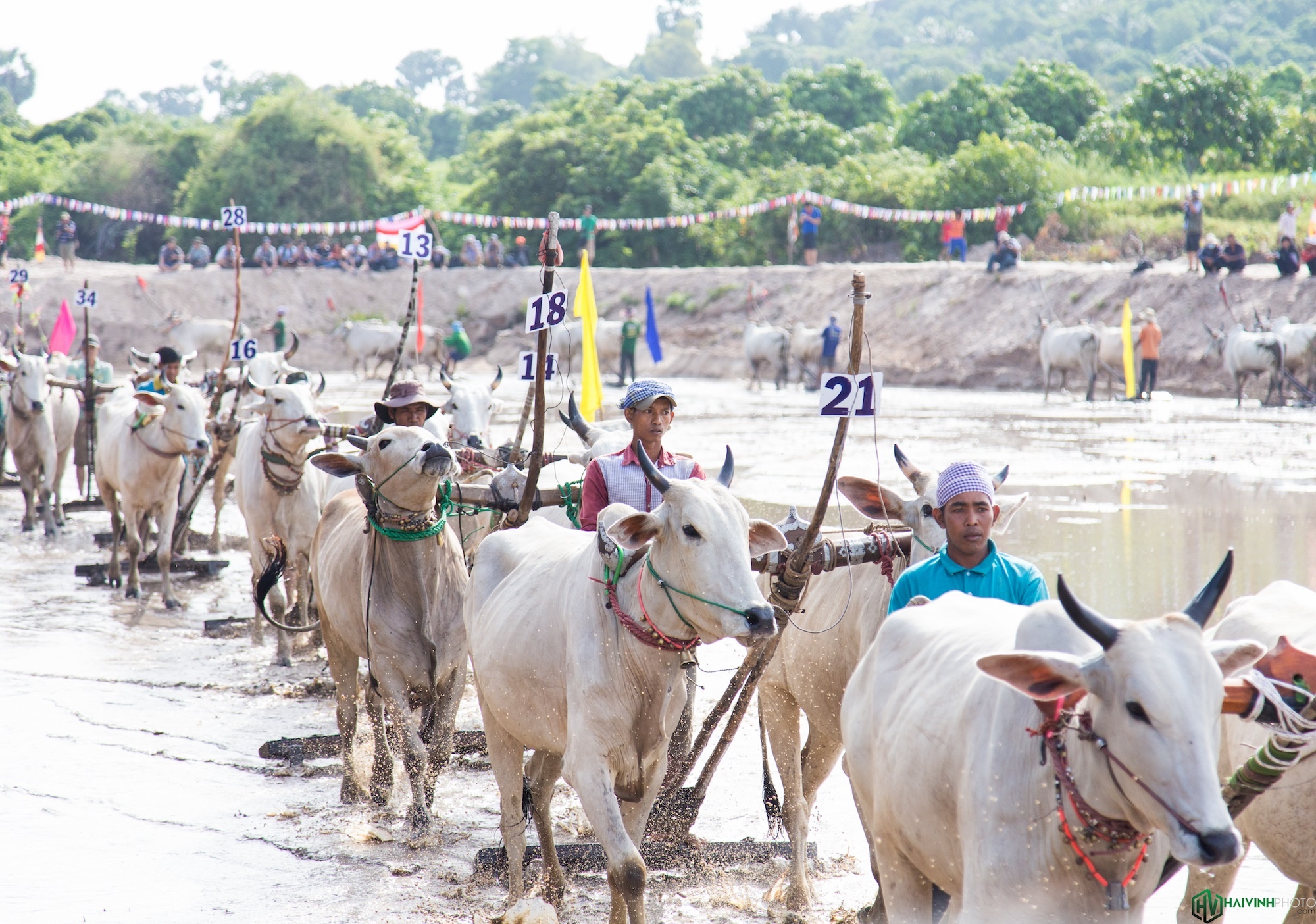 Đua bò truyền thống chùa Rô Tịnh Biên ảnh 15 Dua bo truyen thong chua Ro Tinh Bien anh 15