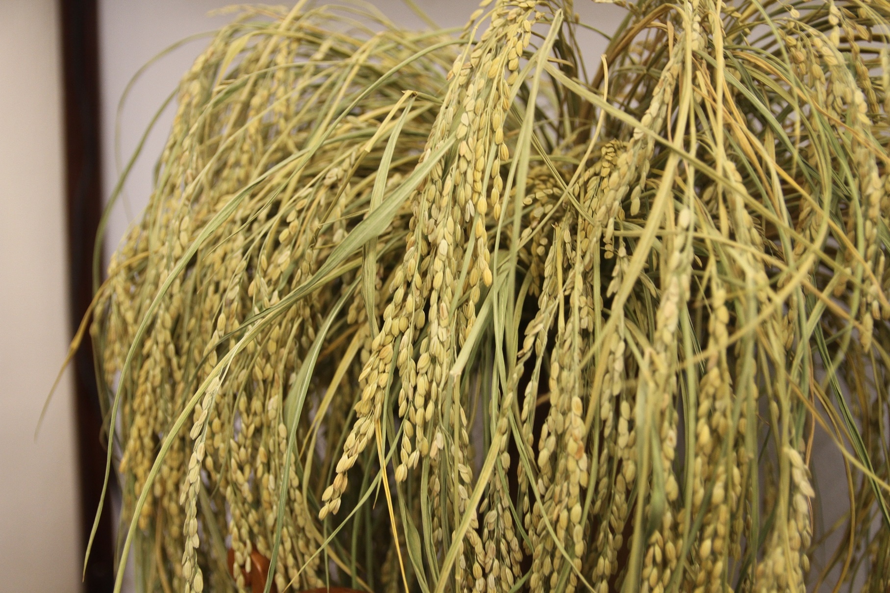 Hieu banh com duoc vua Bao Dai sac phong anh 5