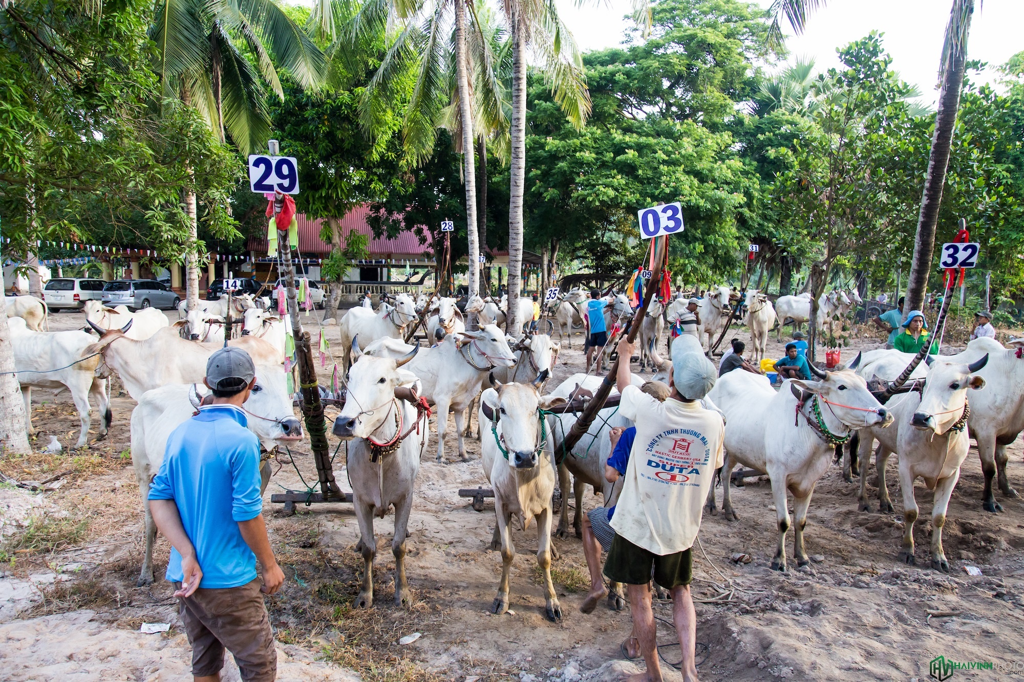 Đua bò truyền thống chùa Rô Tịnh Biên ảnh 9 Dua bo truyen thong chua Ro Tinh Bien anh 9