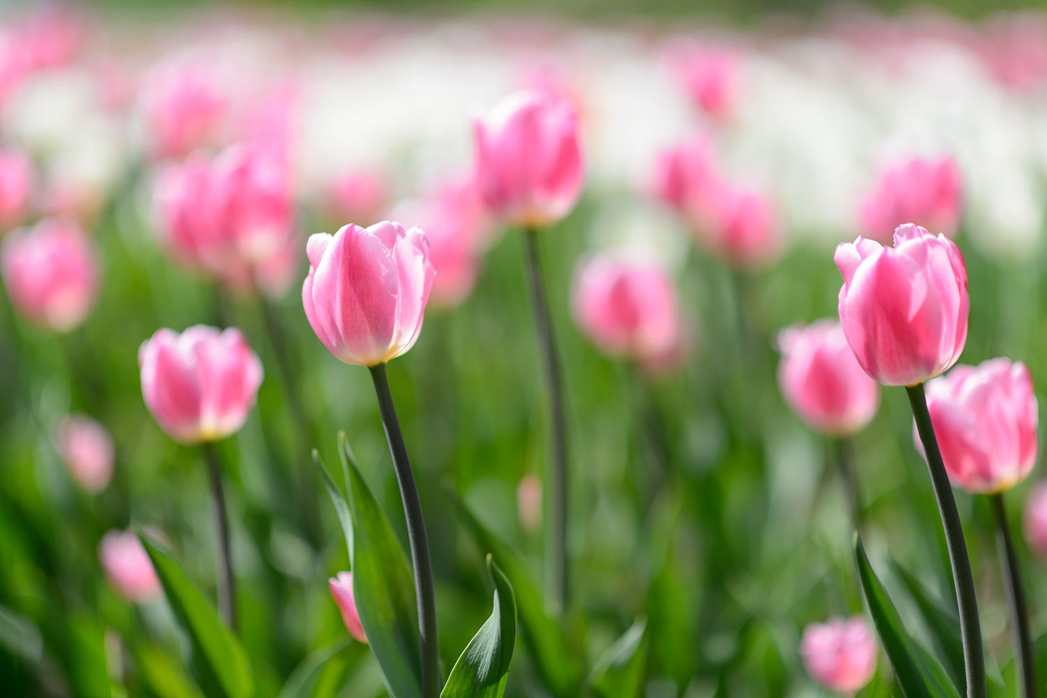 Tử vi ngày thứ sáu 30/9 ảnh 1 Tu vi ngay thu sau 30/9 anh 1