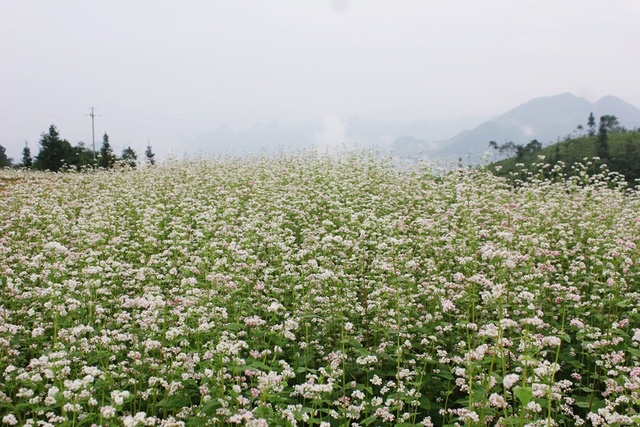 Le hoi hoa tam giac mach Ha Giang 2016 dien ra tu 14/10 hinh anh