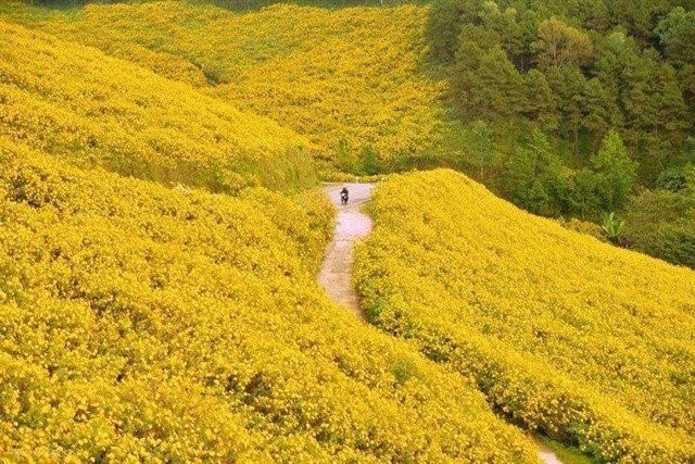 Anh hoa da quy Thai Lan bi nham la o Da Lat hinh anh