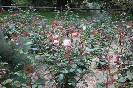 Vườn bách thảo Hoàng gia Sydney ảnh 10 Vuon bach thao Hoang gia Sydney anh 10