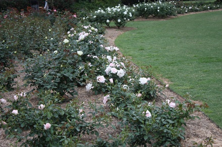 Vườn bách thảo Hoàng gia Sydney ảnh 11 Vuon bach thao Hoang gia Sydney anh 11