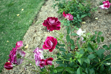 Khu vuon hon 1.800 cay hoa hong no ruc ro hinh anh