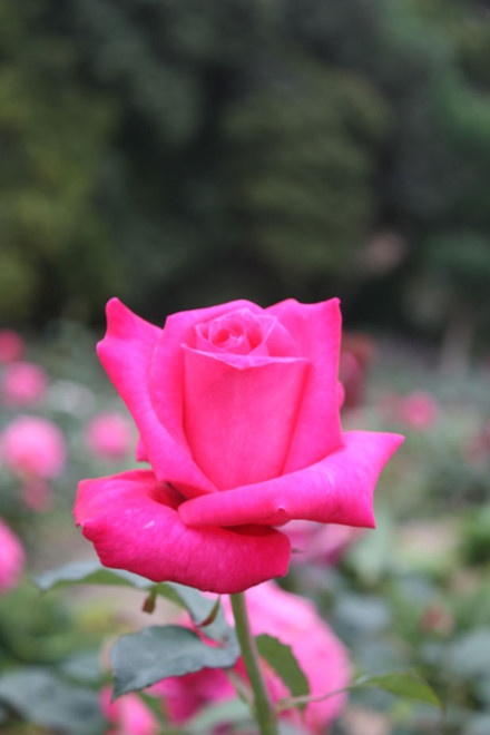 Vườn bách thảo Hoàng gia Sydney ảnh 2 Vuon bach thao Hoang gia Sydney anh 2