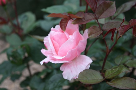 Vườn bách thảo Hoàng gia Sydney ảnh 3 Vuon bach thao Hoang gia Sydney anh 3