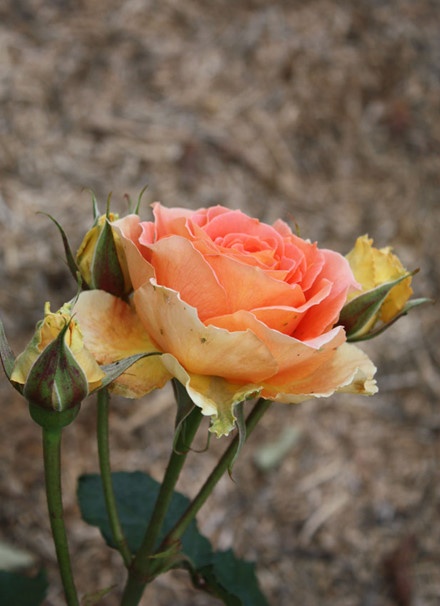 Vườn bách thảo Hoàng gia Sydney ảnh 4 Vuon bach thao Hoang gia Sydney anh 4