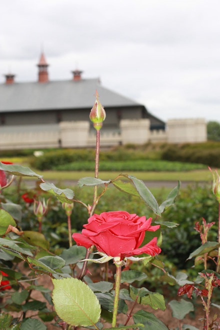 Vườn bách thảo Hoàng gia Sydney ảnh 5 Vuon bach thao Hoang gia Sydney anh 5