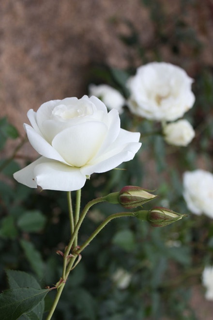 Vườn bách thảo Hoàng gia Sydney ảnh 6 Vuon bach thao Hoang gia Sydney anh 6