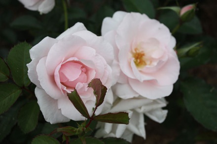 Vườn bách thảo Hoàng gia Sydney ảnh 7 Vuon bach thao Hoang gia Sydney anh 7