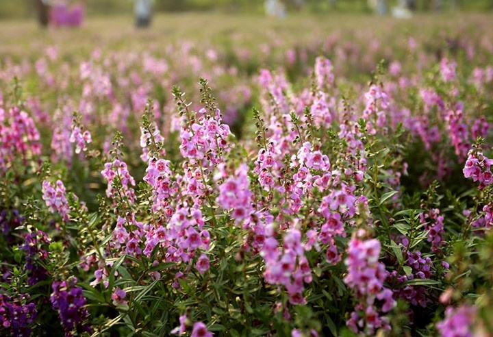 Địa điểm chụp ảnh cưới giữa Hà Nội ảnh 7 Dia diem chup anh cuoi giua Ha Noi anh 7