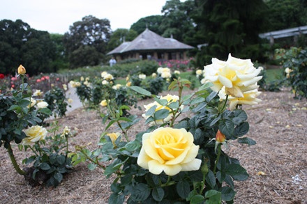 Vườn bách thảo Hoàng gia Sydney ảnh 8 Vuon bach thao Hoang gia Sydney anh 8