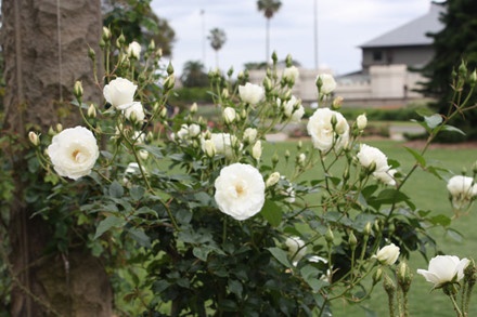 Vườn bách thảo Hoàng gia Sydney ảnh 9 Vuon bach thao Hoang gia Sydney anh 9