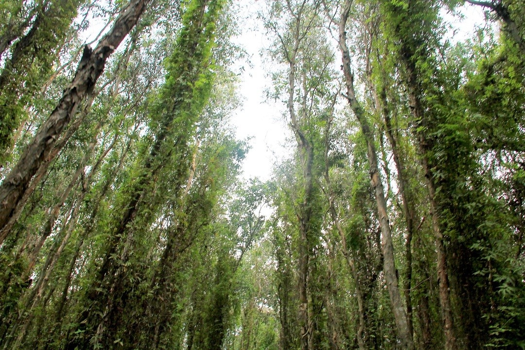 Rừng tràm Tân Lập mùa nước nổi ảnh 15 Rung tram Tan Lap mua nuoc noi anh 15