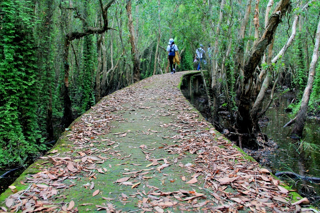 Rừng tràm mùa nước nổi ảnh 2 Rung tram mua nuoc noi anh 2