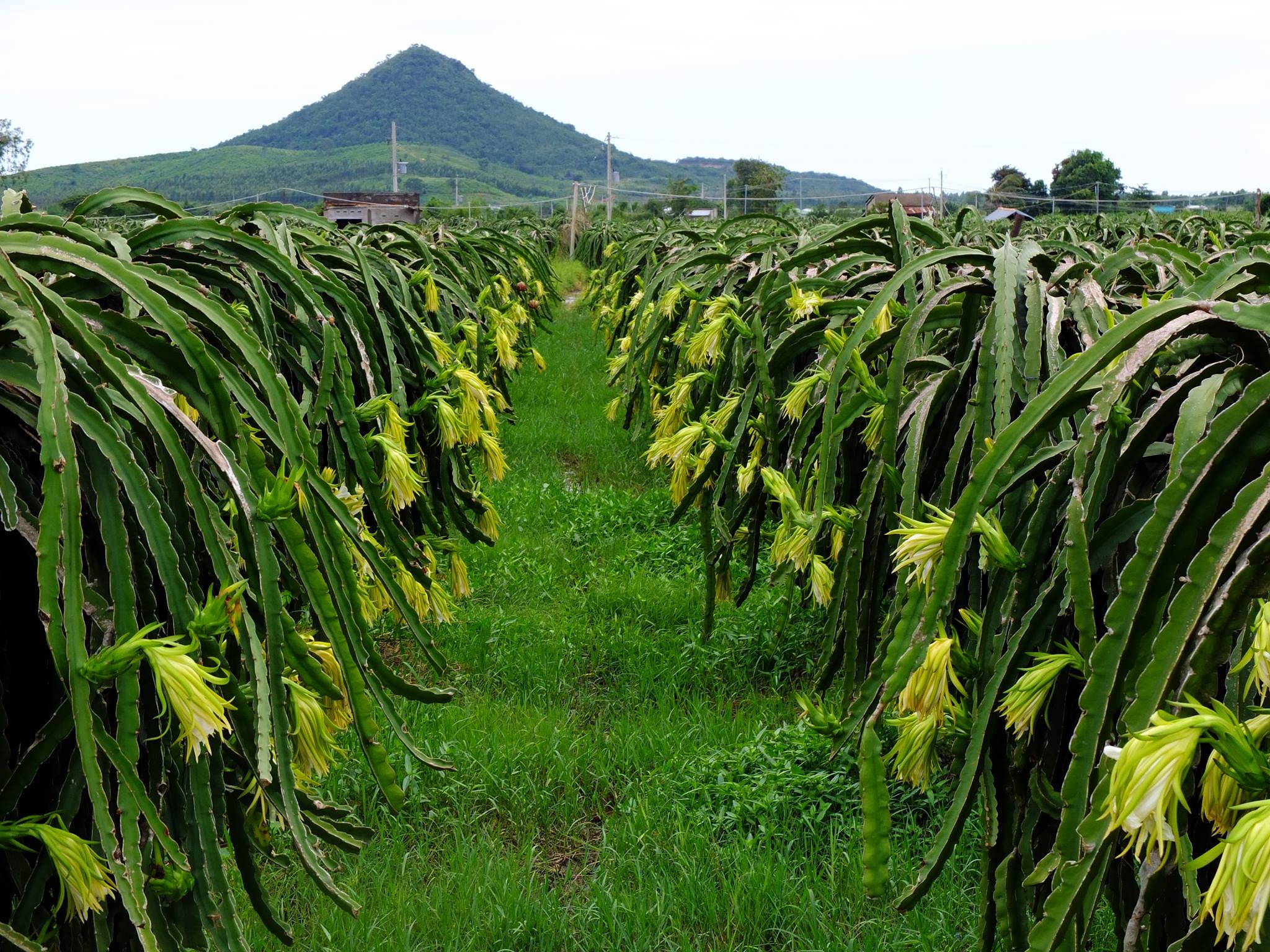 Cung duong rung Sai Gon Phan Thiet anh 6