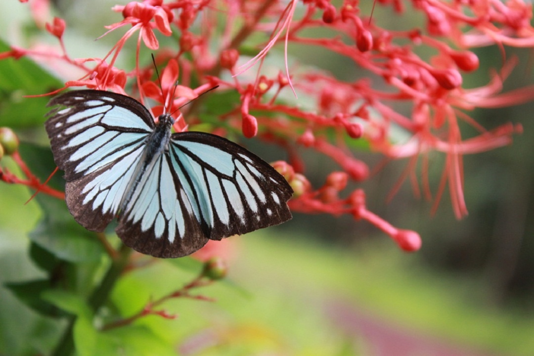 Khám phá vẻ đẹp Thác Ràng ảnh 3 Kham pha ve dep Thac Rang anh 3