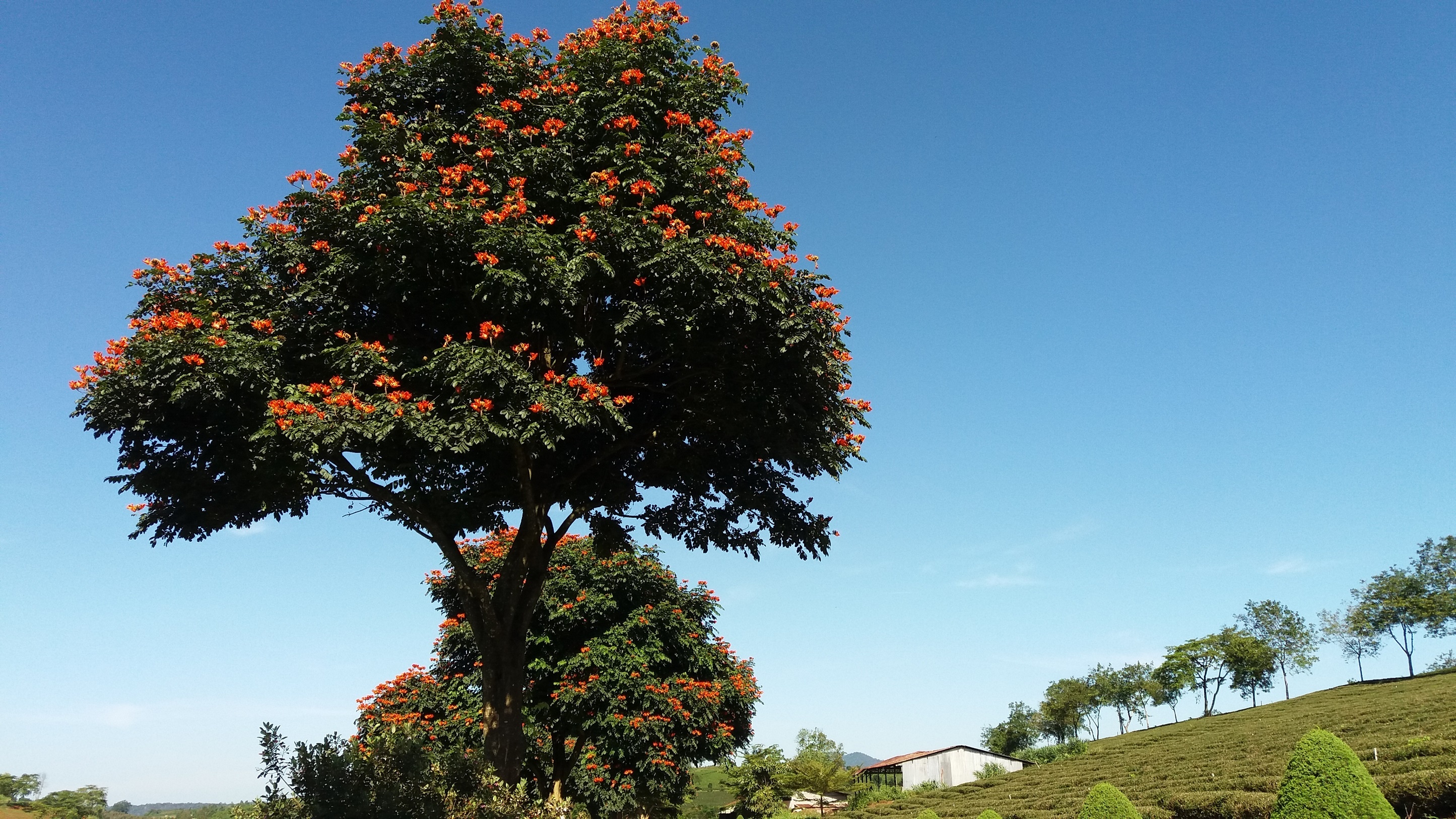 Tham quan B'Lao Bao Loc anh 8