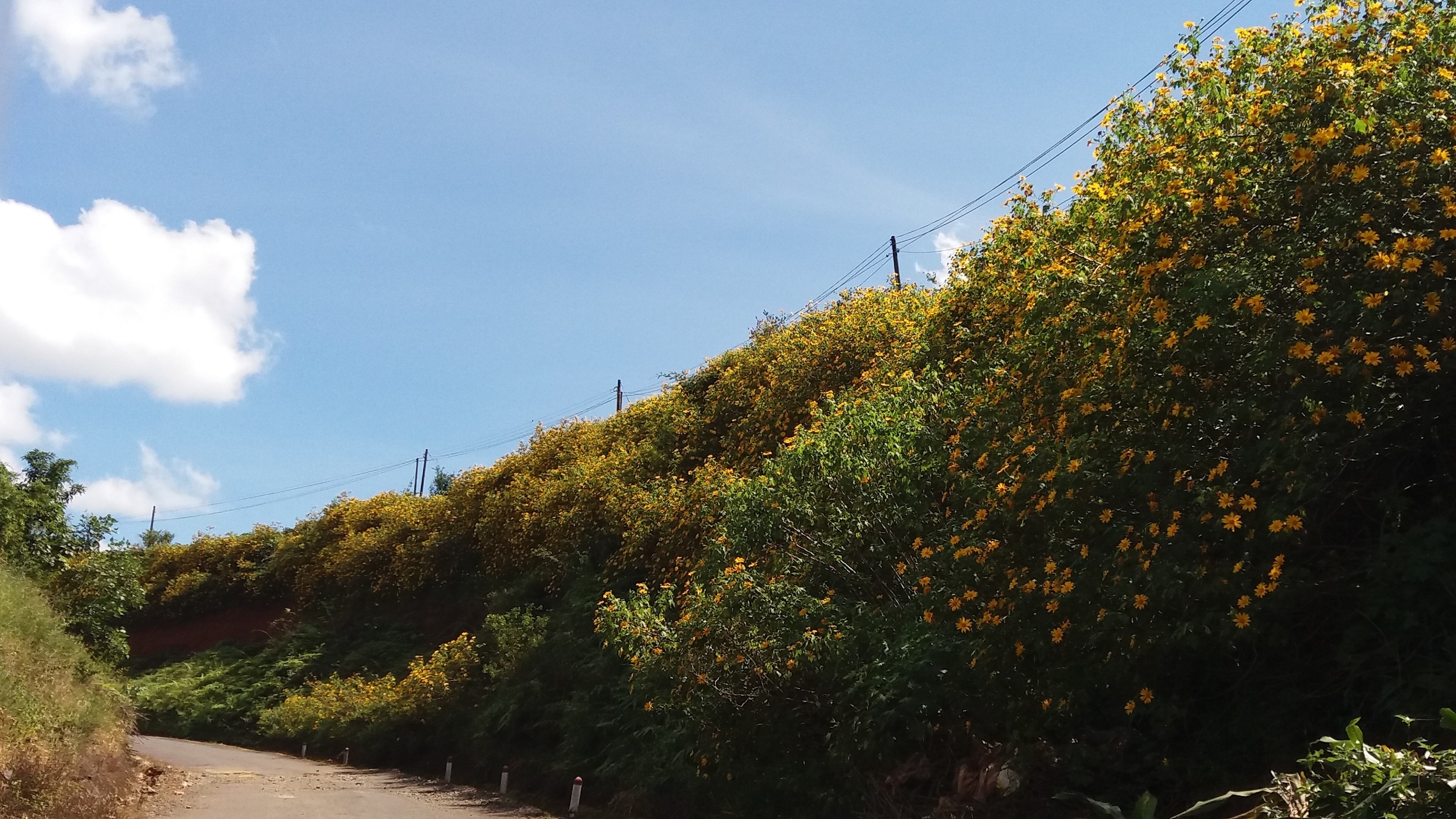 Ve noi nhac si Trinh Cong Son viet 300 la thu tinh hinh anh