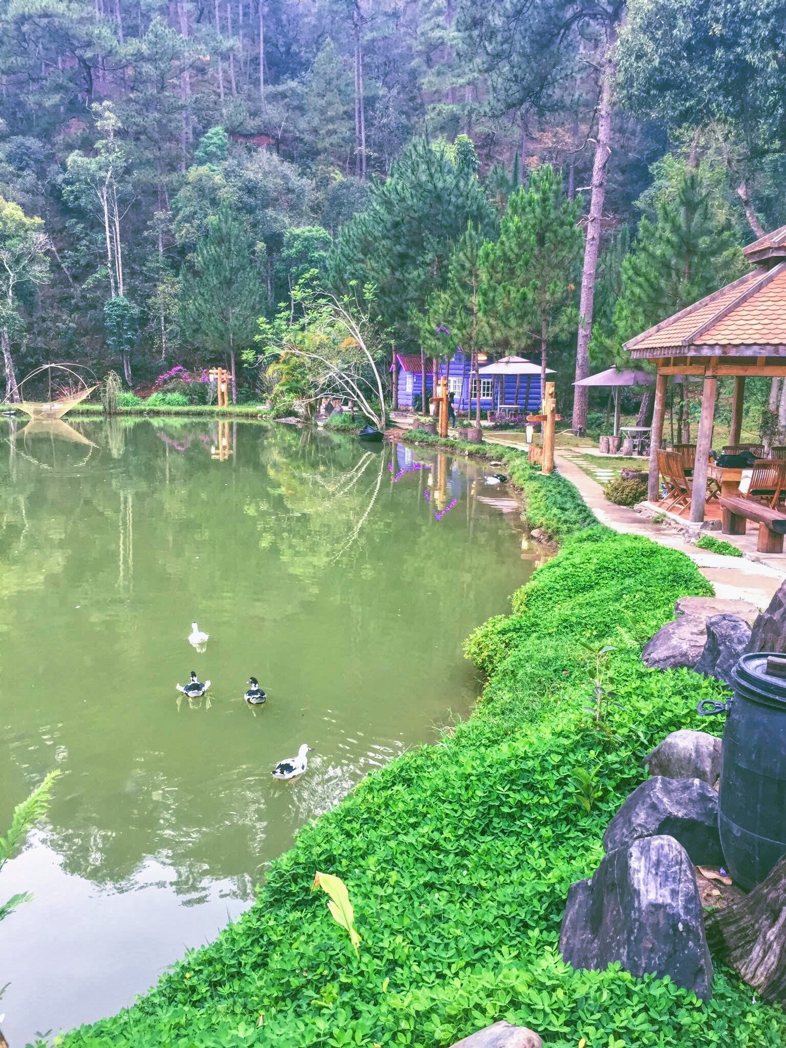 Ma Rừng Lữ Quán Đà Lạt ảnh 4 Ma Rung Lu Quan Da Lat anh 4