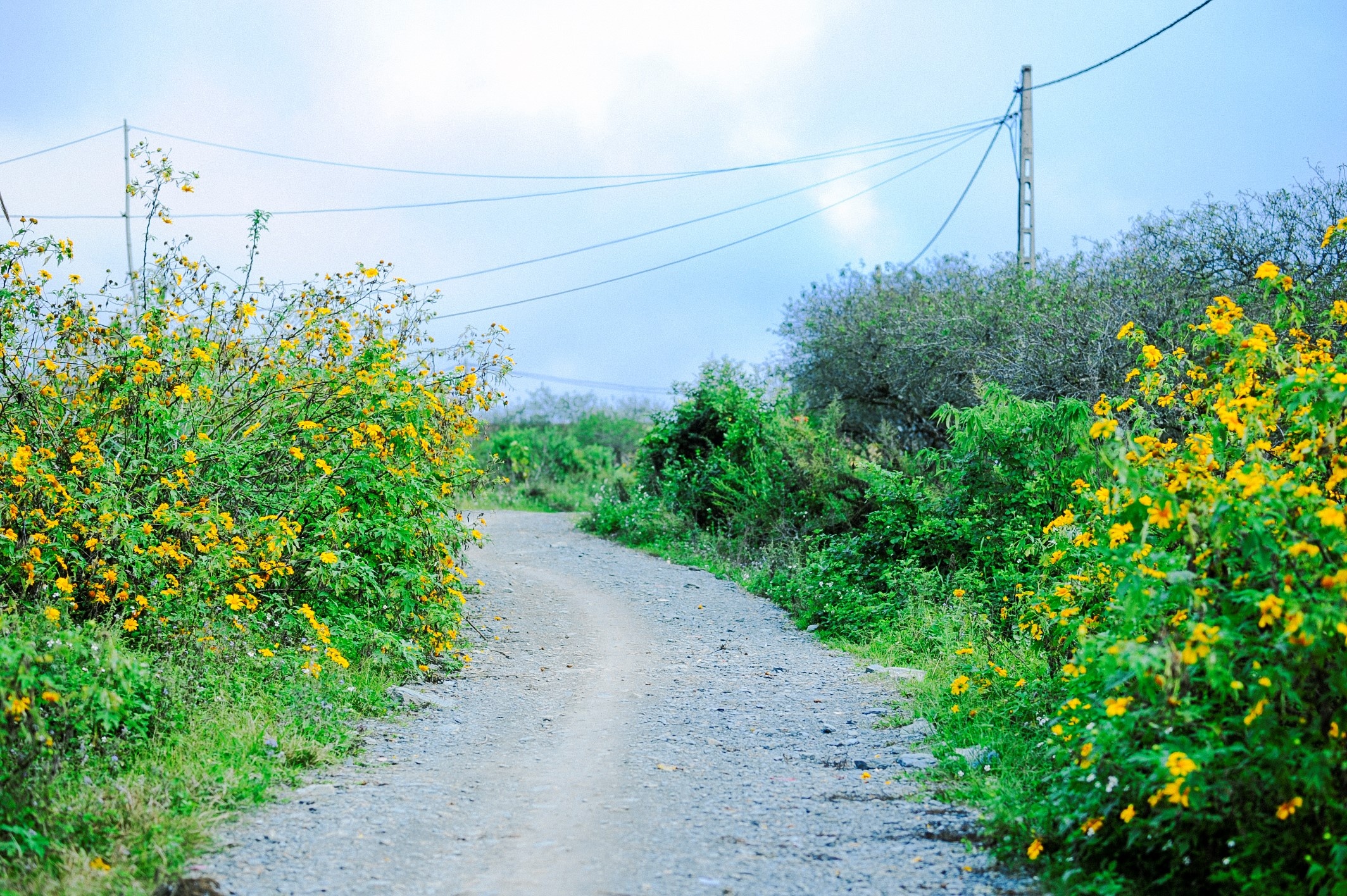 Dã quỳ Mộc Châu ảnh 2 Da quy Moc Chau anh 2