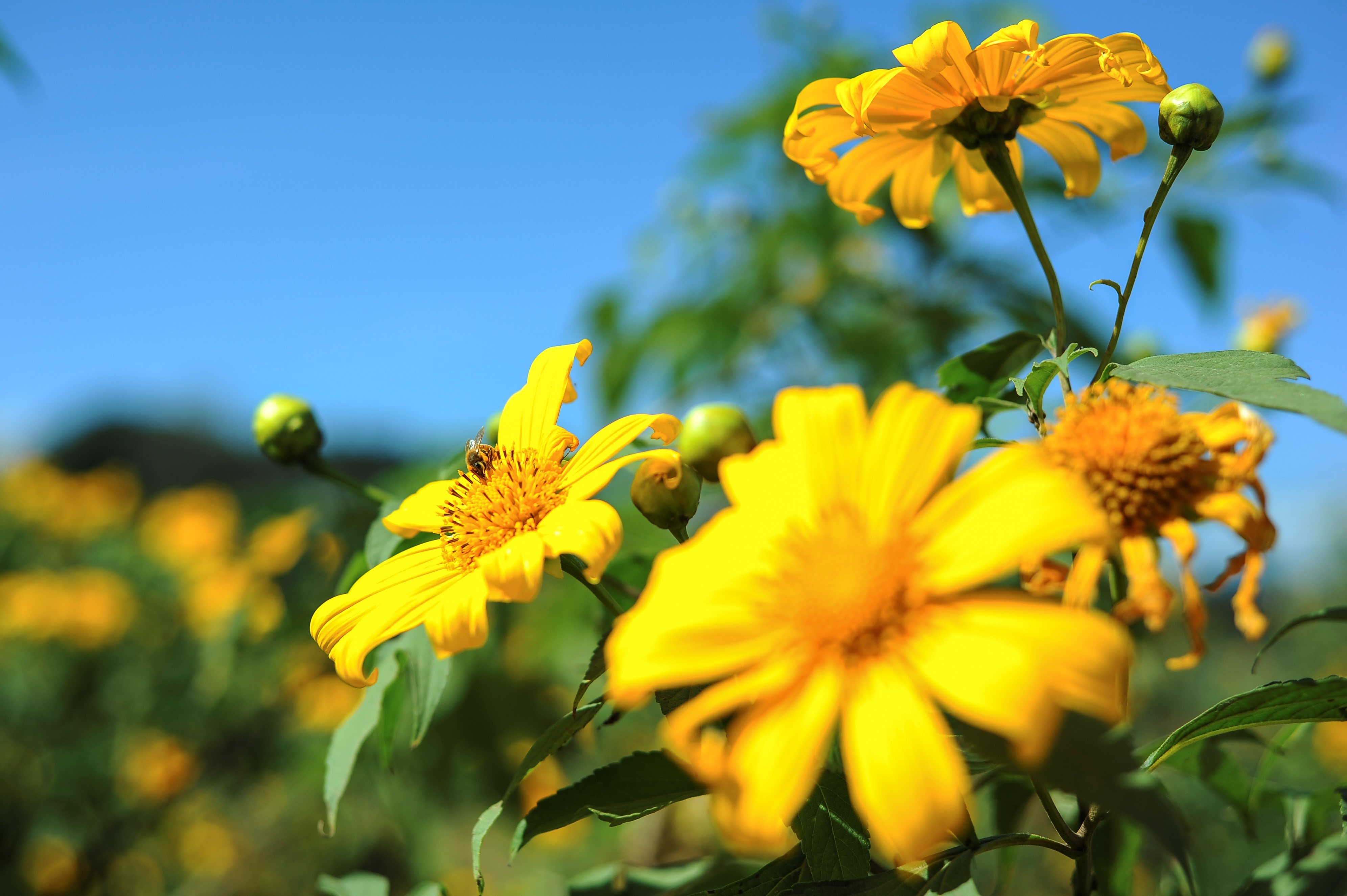 Dã quỳ Mộc Châu ảnh 3 Da quy Moc Chau anh 3