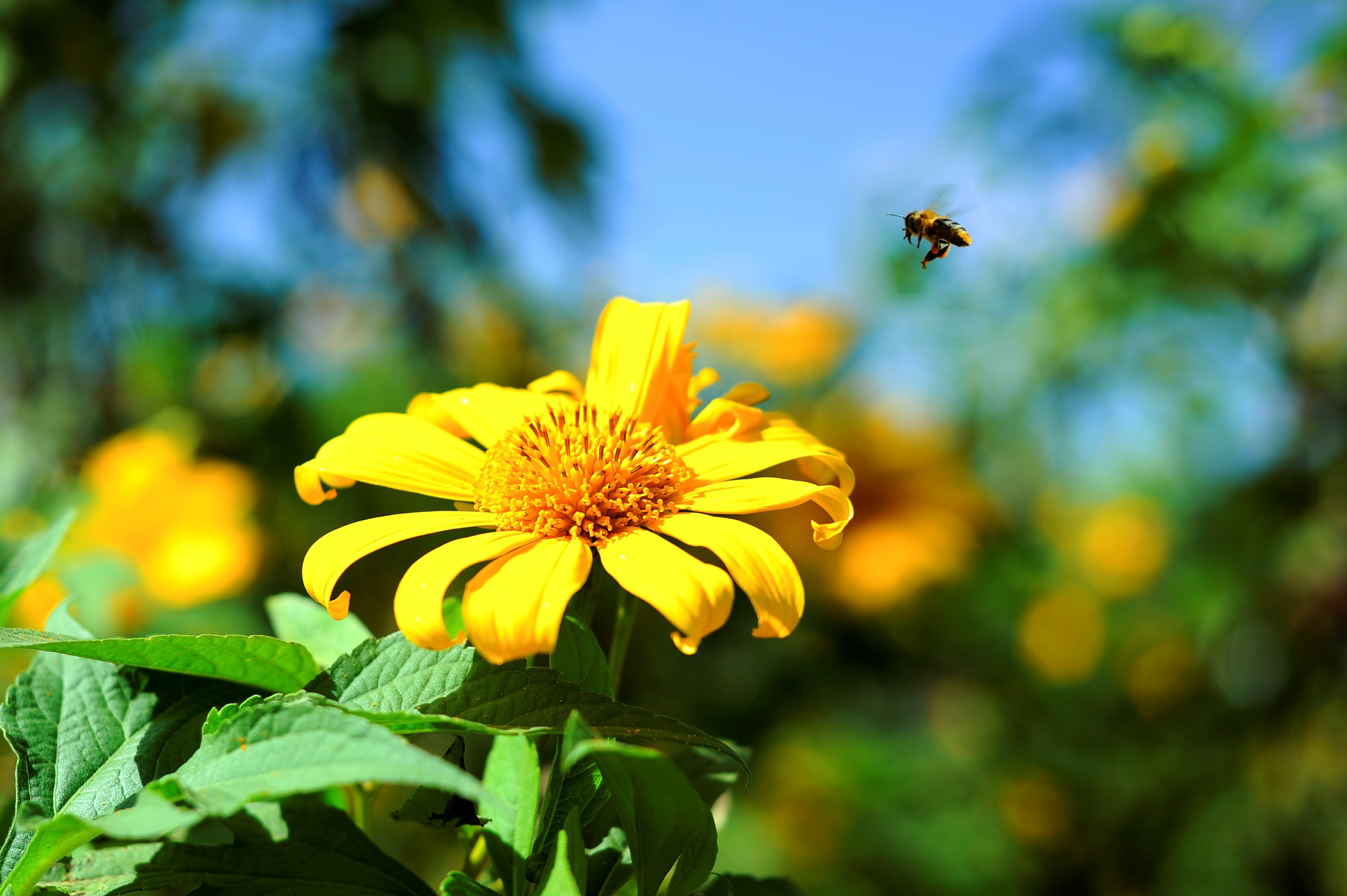 Dã quỳ Mộc Châu ảnh 4 Da quy Moc Chau anh 4