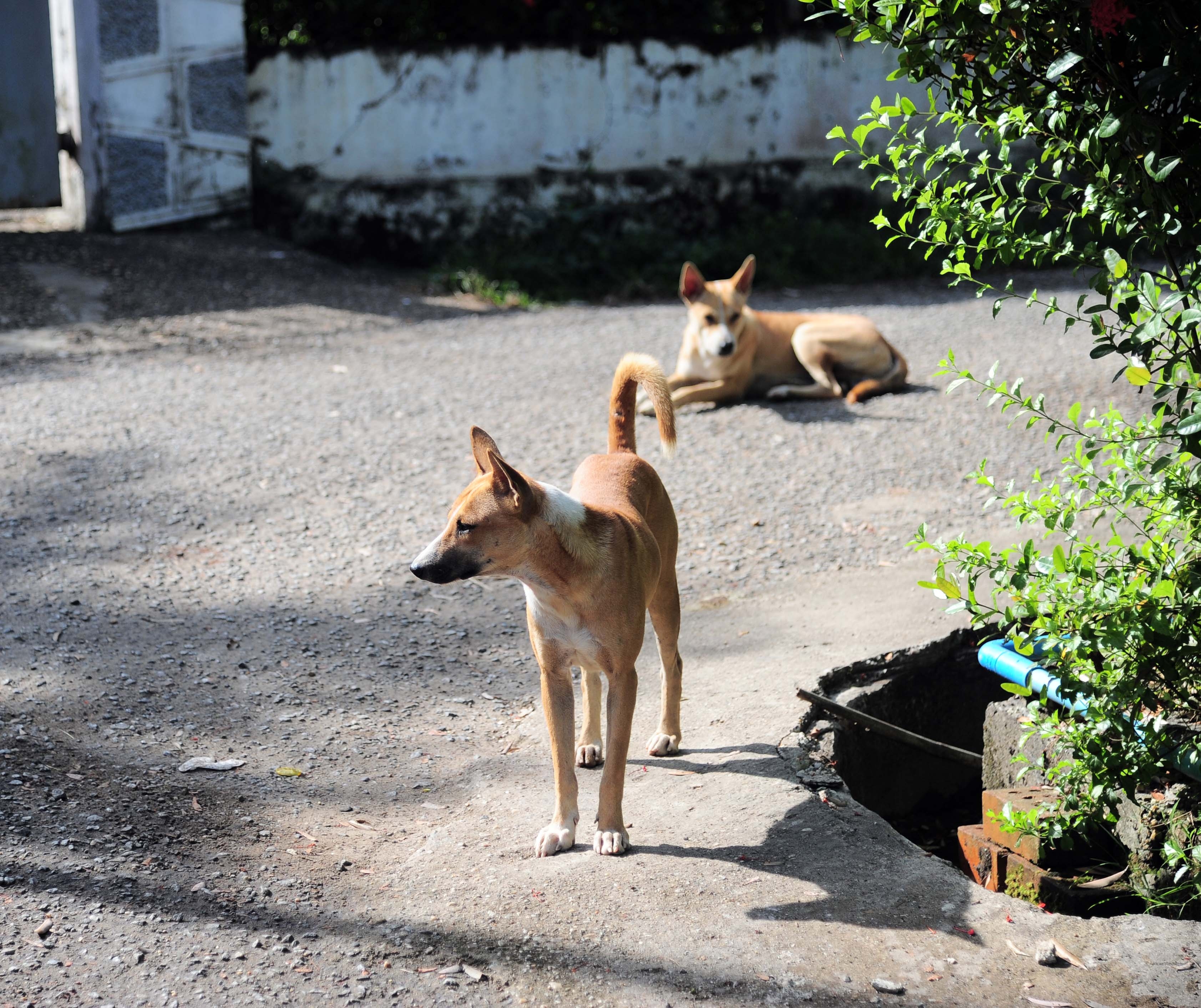 Ảnh đời thường ở Yangon ảnh 8 Anh doi thuong o Yangon anh 8