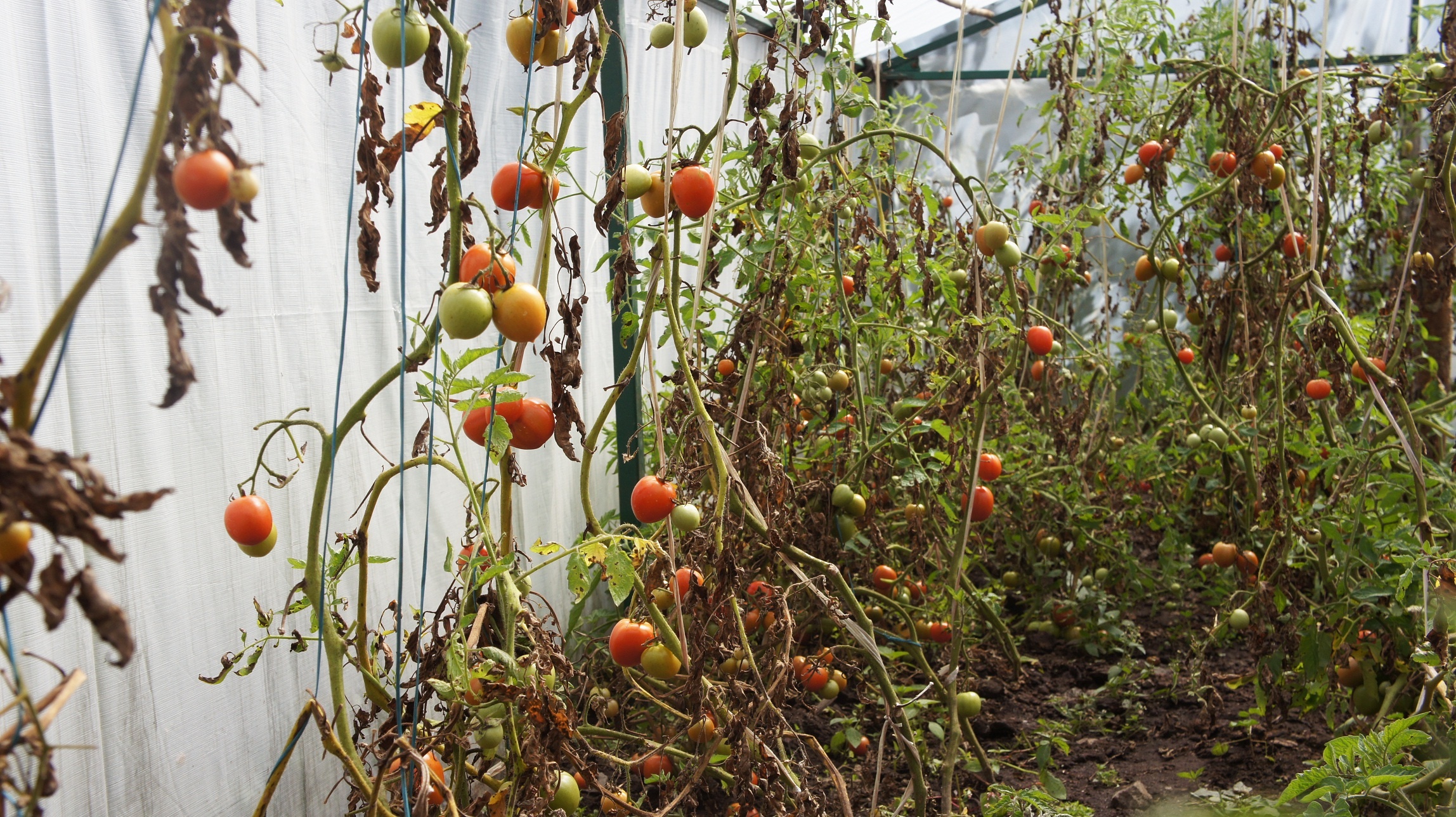 Thám hiểm dãy núi Hymalaya ảnh 8 Tham hiem day nui Hymalaya anh 8