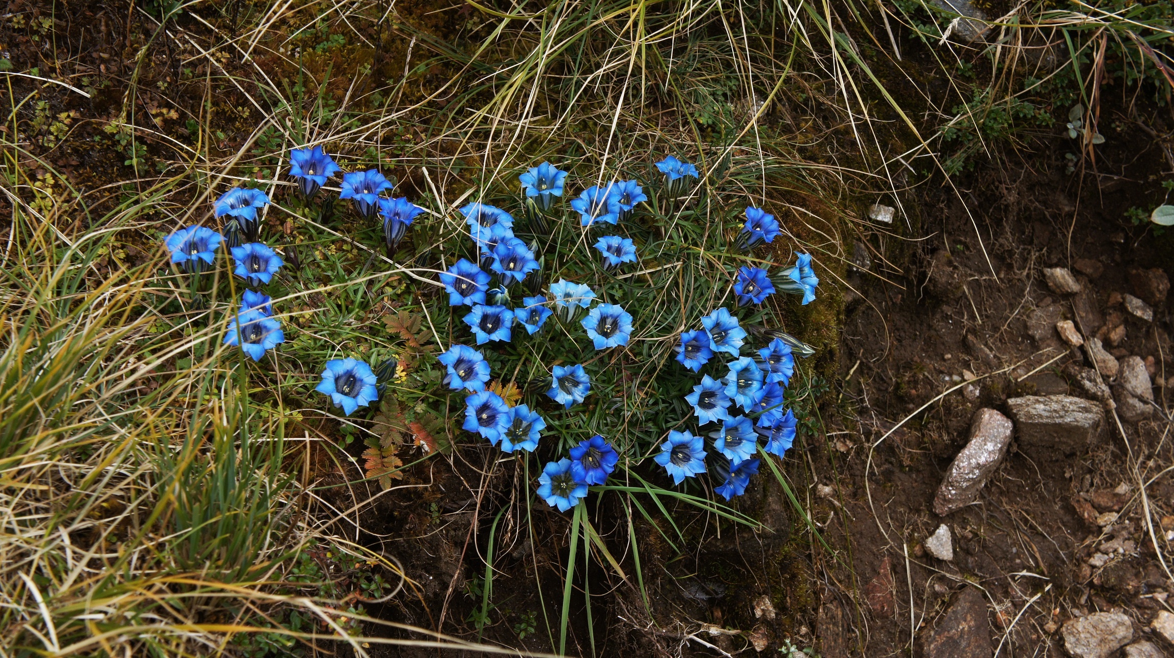 Thám hiểm dãy núi Hymalaya ảnh 12 Tham hiem day nui Hymalaya anh 12