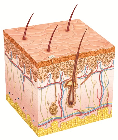 Thuốc triệt lông hiệu quả ảnh 1 Thuoc triet long hieu qua anh 1