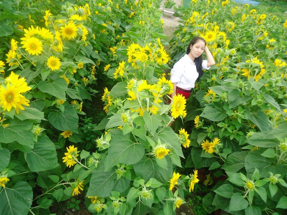 Điểm ngắm hoa hướng dương ở Việt Nam ảnh 5 Diem ngam hoa huong duong o Viet Nam anh 5