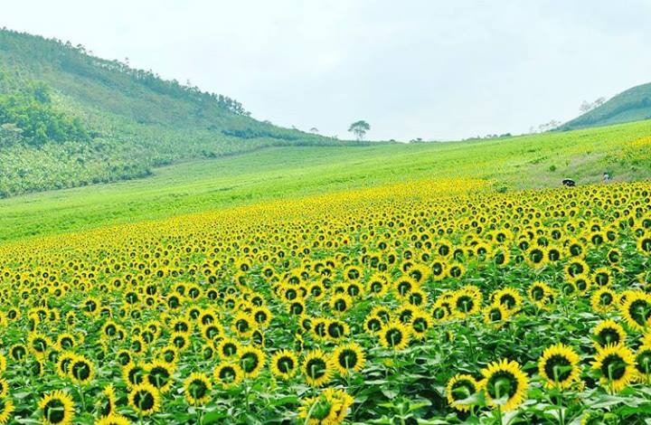 Điểm ngắm hoa hướng dương ở Việt Nam ảnh 1 Diem ngam hoa huong duong o Viet Nam anh 1