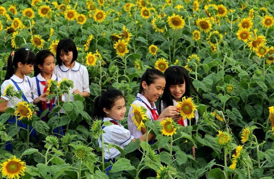 Điểm ngắm hoa hướng dương ở Việt Nam ảnh 3 Diem ngam hoa huong duong o Viet Nam anh 3