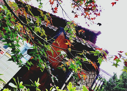 Những cánh rừng phong tuyệt đẹp ảnh 1 Nhung canh rung phong tuyet dep anh 1