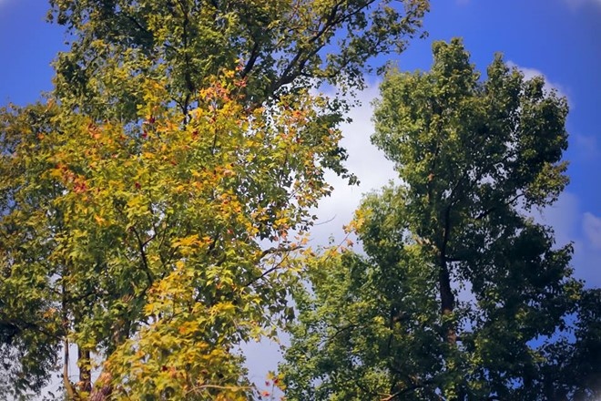 Những cánh rừng phong tuyệt đẹp ảnh 2 Nhung canh rung phong tuyet dep anh 2